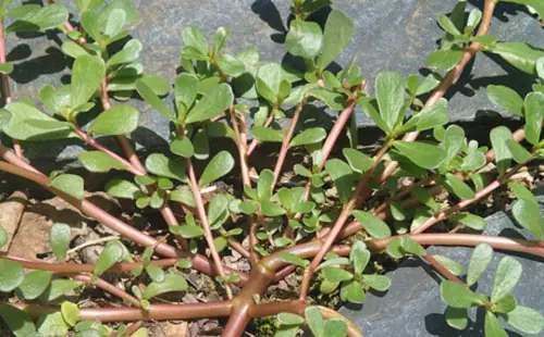 7 เหตุผลที่ควรปลูกผักเบี้ยใหญ่ในสวนของคุณ