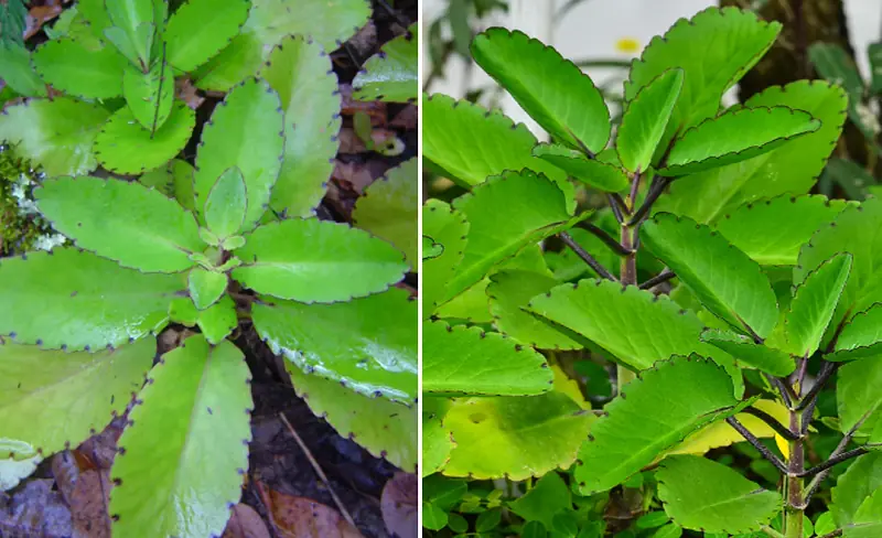 Bryophyllum Calycinum (Kalanchoe Pinnata): ประโยชน์และการใช้ประโยชน์