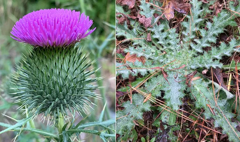 ประโยชน์ของราก Bull Thistle: การใช้ สรรพคุณทางยา และวิธีการเตรียม