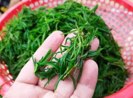 ผักป่าถือเป็น ‘ของขวัญจากสวรรค์’ กินเพียงน้ำค้างก็ยังโตดี เป็นที่ต้องการมากที่สุดในตลาด