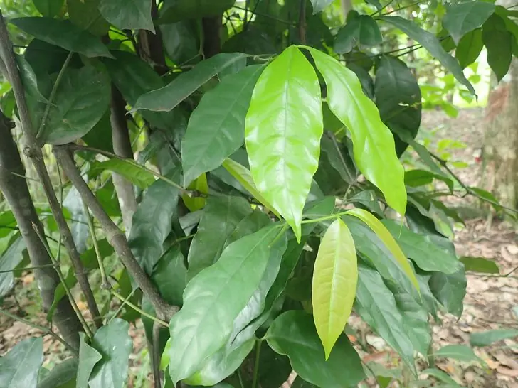 รู้จัก "ราชินีผักพื้นบ้าน" สรร.พคุ.ณไม่ใช่แค่พื้นๆ ต้านม.ะ.เ.ร็.ง แคล.เซี.ยมสูง ประโยชน์สมมง!