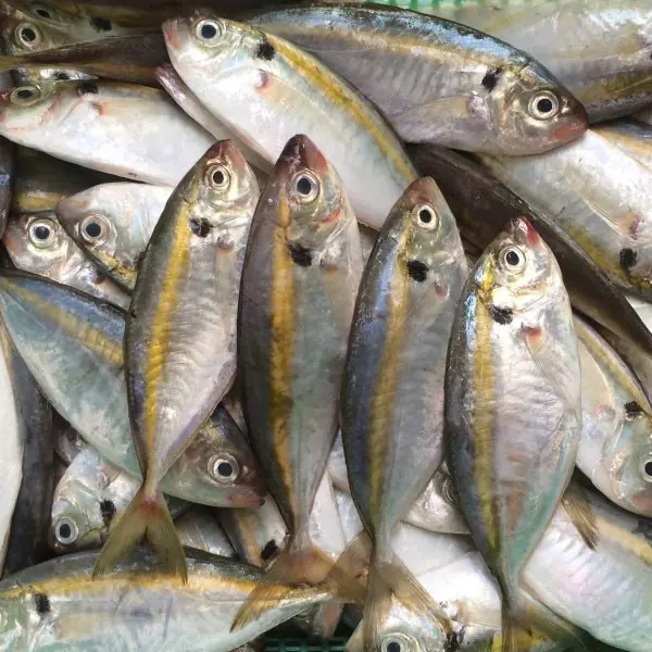 ปลาทะเล 3 ชนิด ที่สะสม “สารปรอท” และสิ่งปนเปื้อนมากที่สุด ราคาถูกแค่ไหนก็อย่าซื้อเยอะ