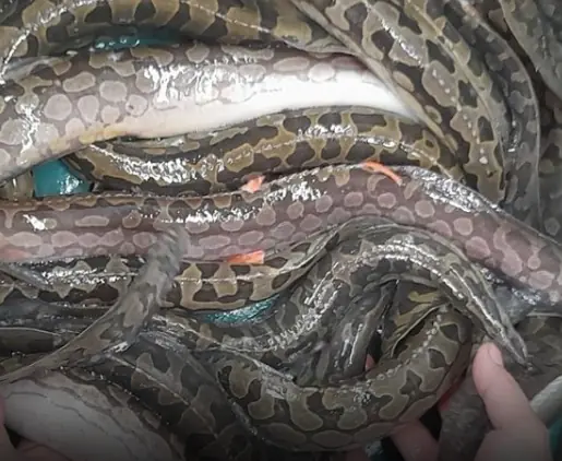 ปลาล้ำค่าลายคล้ายงู ฉายา "โสมแห่งสายน้ำ" เนื้อหวานอร่อย อูมามิเหมือนผงชูรส