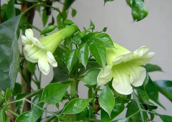 คำโบราณว่าไว้... “ต้นไม้ 6 ชนิดนี้ ถ้าออกดอกเมื่อไร ต่อให้ยังไม่รวย ก็รวยแน่นอน” — คุณรู้ไหมว