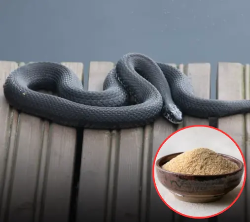 รวมมาให้แล้ว! 7 กลิ่นที่งูกลัวมาก วางไว้รอบบ้าน งูจะไม่กล้าเข้ามาใกล้