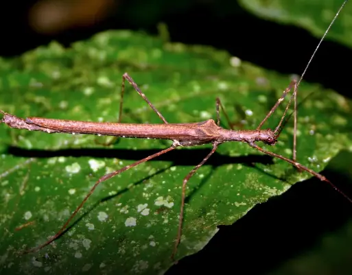 ทำความรู้จัก “แมงหามผี" แมลงสุดแปลก พร้อมที่มาว่าทำไมถึงได้ชื่อนี้!