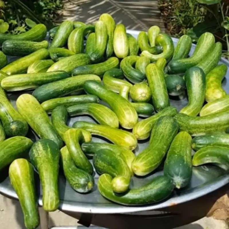 แตงกวาอร่อยและดีต่อสุขภาพก็จริง แต่มี 4 กลุ่มคนที่ควรหลีกเลี่ยง