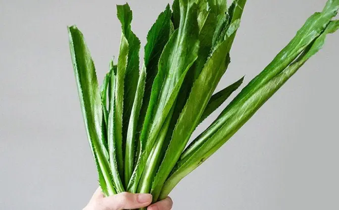 มีพุ่มไม้นี้ในบ้าน ล้ำค่ามากกว่าตู้ยา