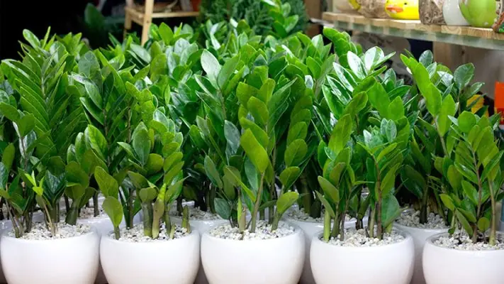 ต้นไม้ประดับชนิดนี้ถือเป็น “ต้นไม้ฮวงจุ้ยอันดับ 1” ดึงดูดโชคลาภ ร่ำรวย เป็นที่ชื่นชอบของค