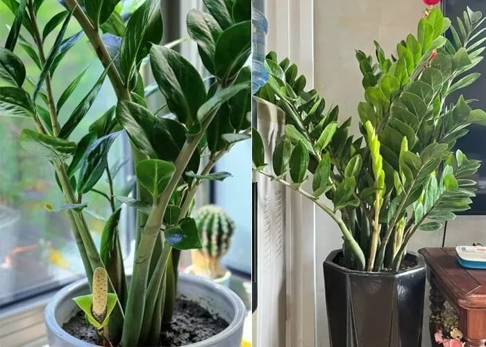 5 ต้นไม้ประดับที่แทบไม่ออกดอก แต่เมื่อออกดอกแล้วจะถือเป็นของล้ำค่า