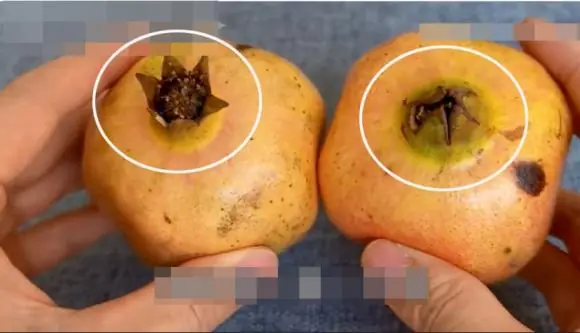 ผลทับทิมหวานหรือไม่ ดูตรงนี้ก็รู้เลย!