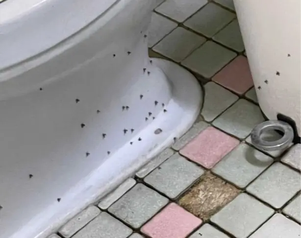 กร.าบเคล็ดลับ! แม่บ้านโรงแรม สอนกำ.จัด "แมลงหวี่" ในห้องส้วม ที่แท้ทำง่ายใน 1 นาที