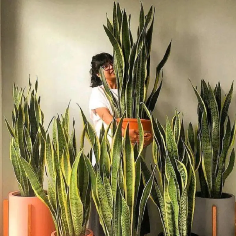 อายุเป็นสิ่งต้องห้ามสำหรับต้นลิ้นมังกร — แค่ปลูกไว้ก็อาจทำให้คุณยากจนลง และธุรกิจของคุณ