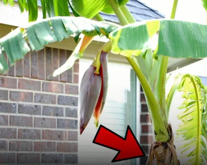 ตามความเชื่อโบราณ ต้นไม้พวกนี้ที่ปลูกไว้หน้าบ้านมีความหมายที่ไม่ดี เจ้าของบ้านควรรู้เพ