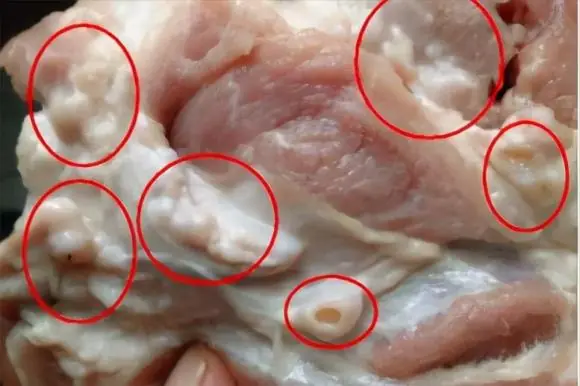 5 ส่วนที่ “สกปรกที่สุด” ของหมู ที่คนขายหมูไม่เคยเอาให้ครอบครัวกิน