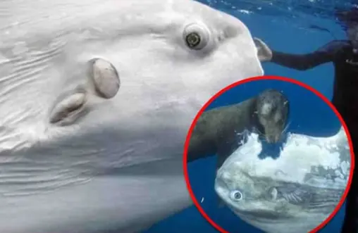 เปิดชีวิตปลาที่ "น่าสงสารที่สุดในโลก" แหล่งอาศัยปรสิต ถูกแทะเล่นยังอยู่เฉย ลอยเคว้งรอวันส