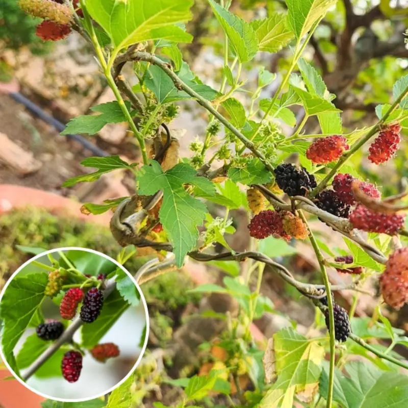 ผู้ใหญ่เตือน “อย่านำต้นไม้ที่มีพลังงานลบเข้ามาในบ้านที่มีพลังงานบวก” — แล้วต้นไม้แบบไหน