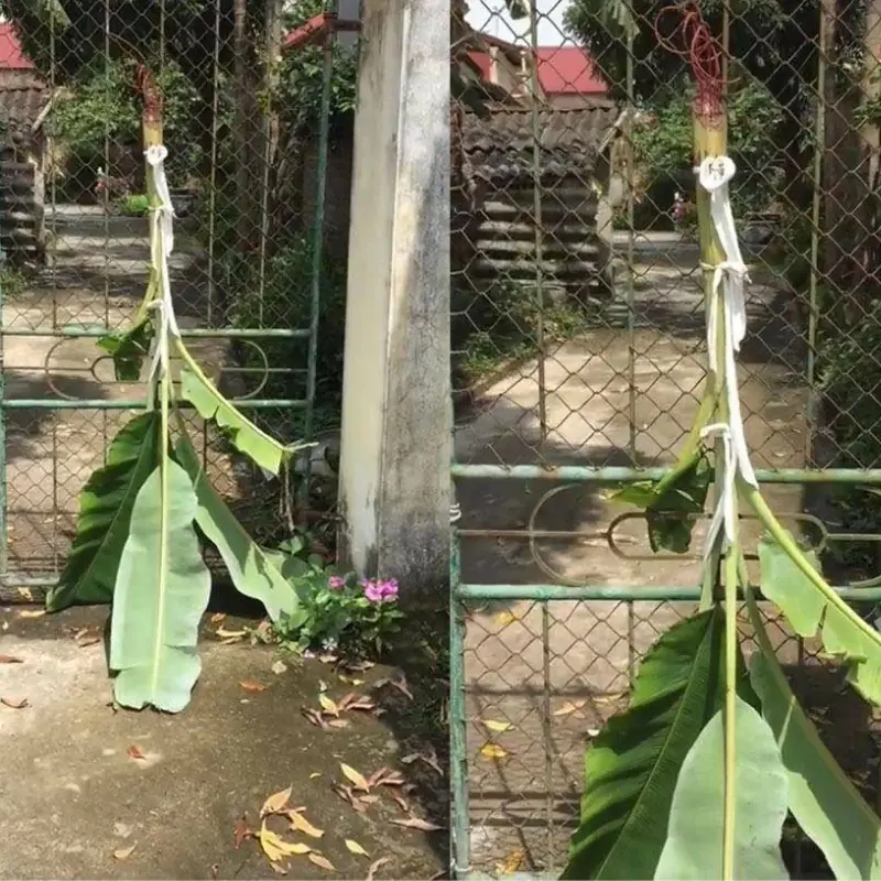 ความเชื่อโบราณ: ทำไมคนไทยนิยมผูกต้นกล้วยหน้าบ้าน?