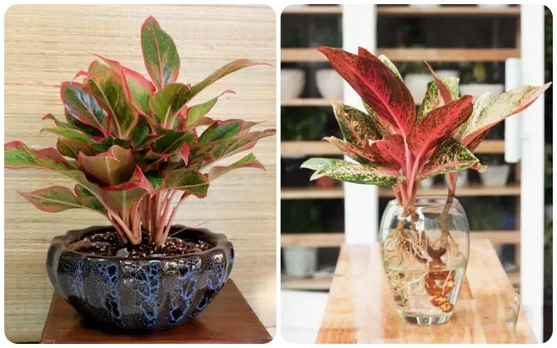 ต้นไม้ประดับ 4 ชนิด ที่ทำให้คุณอยากปลูก : วางไว้ในบ้านเพื่อนำความร่ำรวยและความเจริญรุ่งเร