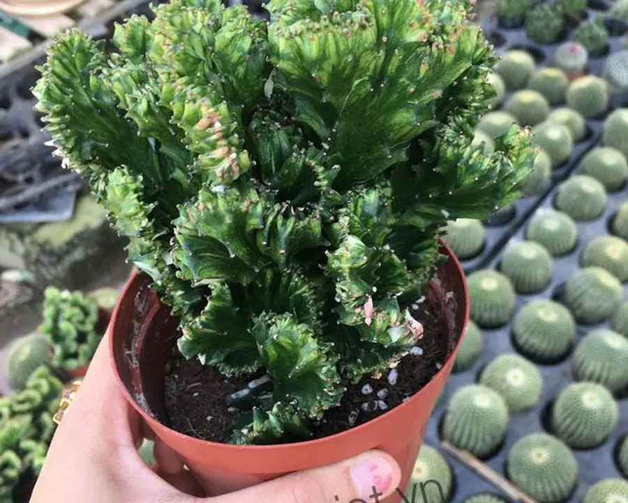 ต้นไม้ประดับ 3 ชนิดสุดน่าเกลียดที่ช่วยดึงดูดความมั่งคั่งและโชคลาภ คนรวยชอบปลูก