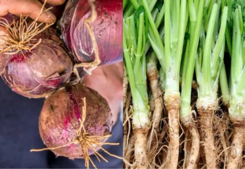 เสียดายแย่! รากของผัก 5 ชนิด ที่ใครๆ ตัดทิ้งลงถังขยะ แท้จริงเป็น "สมบัติ" พลังแห่งสุข.ภาพ