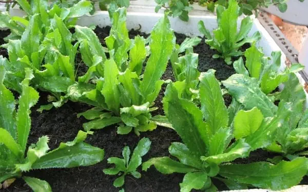 ประโยชน์มหัศจรรย์ของผักชีฝรั่ง ที่คุณต้องอยากรู้!