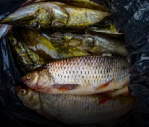 ปลา 4 ชนิด ถึงให้ฟรีก็ไม่เอา พ่อค้าปลาเตือนเอง ซื้อไปเหมือนเอายาพิษกลับบ้าน