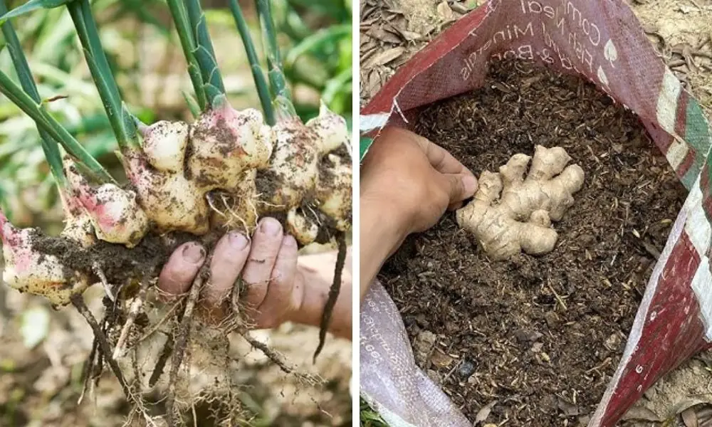 เคล็ดลับปลูกขิงในบ้านให้หัวใหญ่ อวบอ้วน เก็บกินได้ตลอดทั้งปี