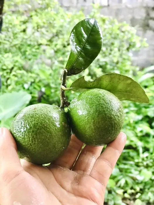 พก “มะนาว” ติดตัวไว้เสมอ เพราะวันหนึ่งมันอาจช่วยชีวิตคุณได้!