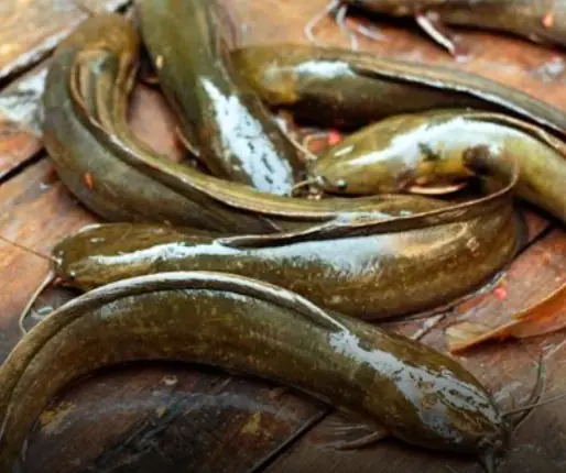 5 ปลาที่สกปรกที่สุดในตลาด เต็มไปด้วยพยาธิ กินบ่อยสุขภาพพังแน่