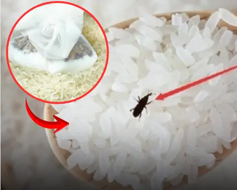 เคล็ดลับเก็บข้าวไม่ให้มีมอดตลอดทั้งปี เพียงใส่ของใช้ในครัวชิ้นนี้ลงไป!