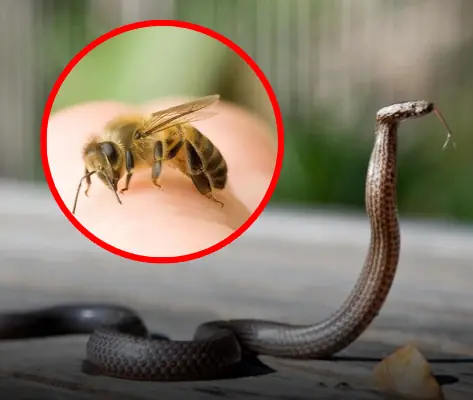 เปิด 5 สัตว์เข้าบ้าน สัญญาณเตือนลางร้าย ซินแสฮวงจุ้ยเตือน อย่ามองข้าม