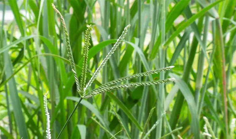 หญ้าชนิดนี้เมื่อต้มดื่ม ดีต่อสุขภาพกว่าขนข้าวโพดและใบบัวบก ช่วยบำรุงตั.บให้แข็งแรงจนแก่