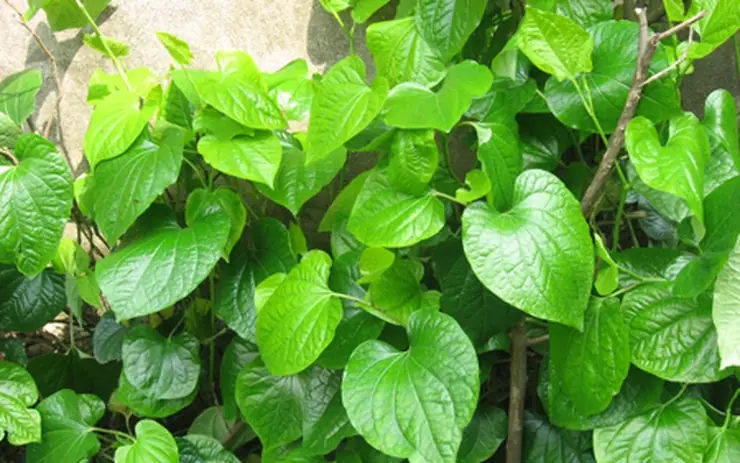 อย่าปลูกต้นไม้นี้ไว้ในบ้าน ไม่ว่าจะด้วยเหตุผลใดก็ตาม มิเช่นนั้นคุณจะต้องเสียใจอย่างแน่