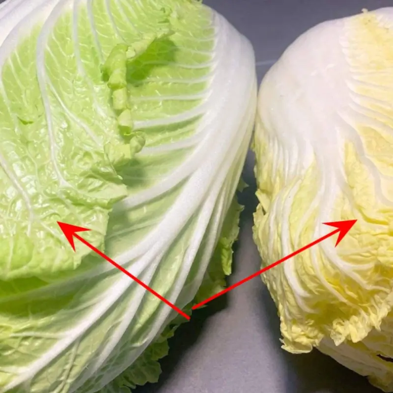 หัวข้อ: กะหล่ำปลีสีเขียวหรือสีเหลือง: แบบไหนดีกว่ากัน?