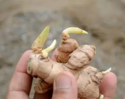 ไปตลาดเจอขิงแบบนี้ ห้ามซื้อเด็ดขาด แม้แต่คนขายผักยังไม่กล้ากิน