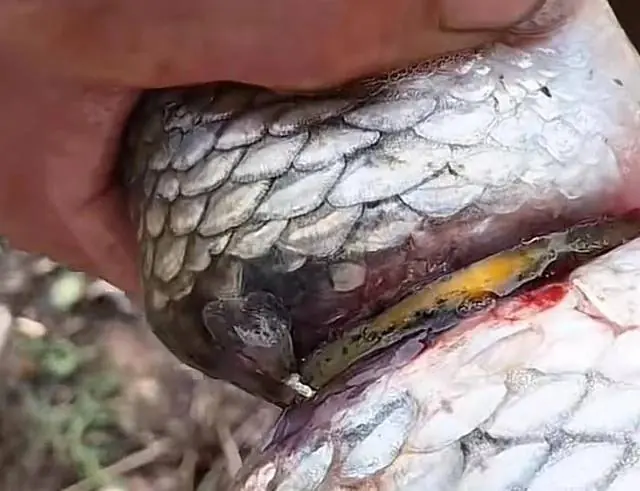 ตกใจ! จับได้ปลาคาร์ปสวม "กำไลทอง" รัดแน่นจนเ.นื้.อ.เ.ปิ.ด แต่ยังว่ายน้ำฉิว สรุปมันคืออะไร?