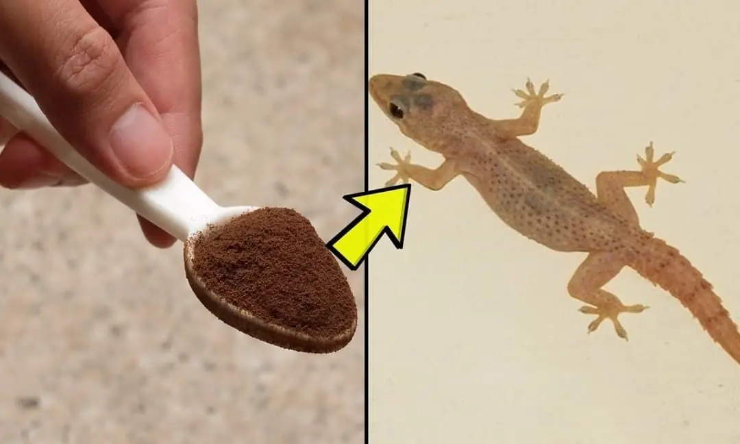 มีจิ้งจกเต็มบ้าน! มาดูเคล็ดลับง่ายๆ ที่จะทำให้มันหายไปแบบไม่กลับมาอีก