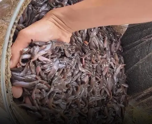 หมอเตือน! “ปลา 4 ชนิด” ควรถูกแบนตั้งนานแล้ว แต่คนไทยยังนิยมกินอยู่