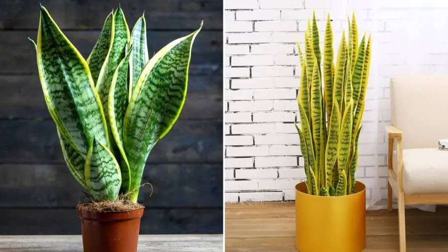 ต้นลิ้นมังกรดูดซับโชคลาภ วางให้ถูกตำแหน่ง เจ้าของบ้านจะมั่งคั่งและชีวิตจะรุ่งเรือง