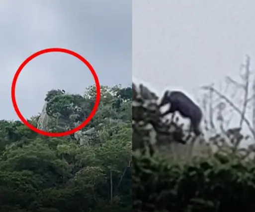 อยากรู้ตัวอะไร ยืนเด่นบนยอดเขา โพสต์ถามในกลุ่มดัง ได้คำตอบเป็นสัตว์สงวนใกล้สูญพันธุ์