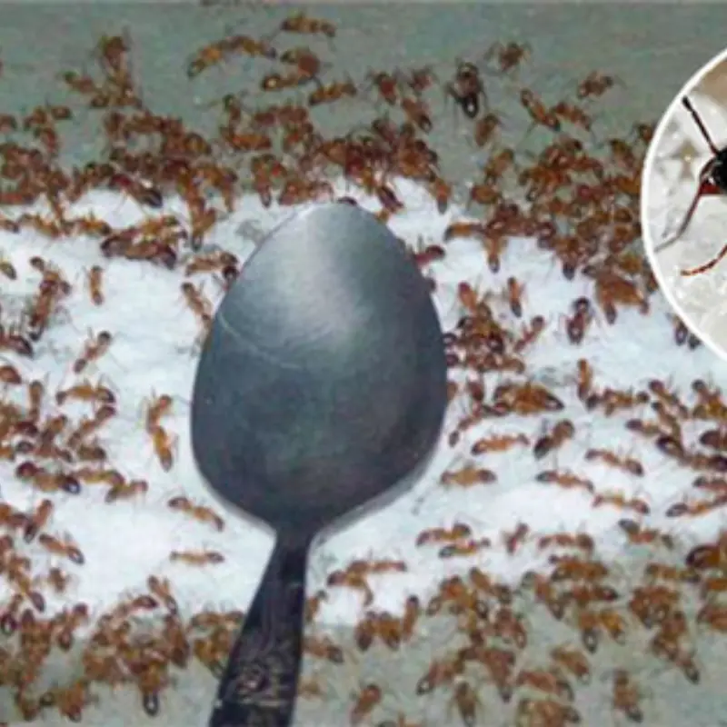 ว่าที่แม่สามีบอก “ถ้ากำจัดมดได้ จะยกลูกชายให้แต่ง!” พร้อมให้ที่ดินเป็นสินสอด — เรื่องจริง