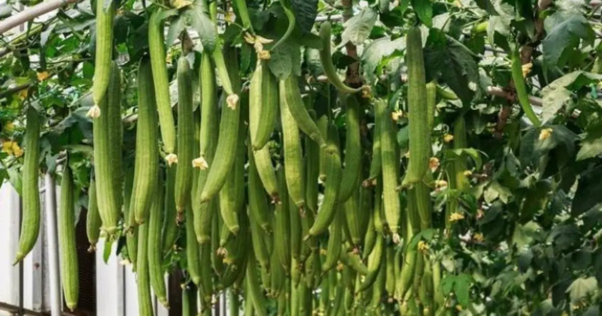 ปลูกบวบแล้วมีแต่ใบไม่เห็นลูก ใช้วิธีแปลกนี้สิ จะออกลูกดกเต็มต้นเลย