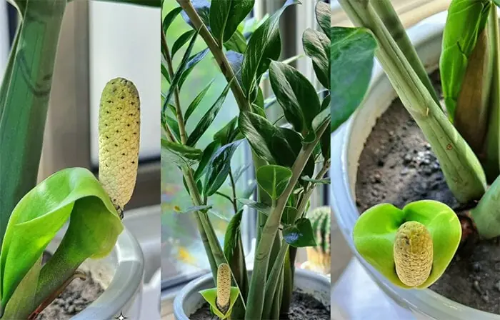 5 ชนิดไม้ประดับที่ไม่ค่อยออกดอก แต่พอออกดอกกลับกลายเป็นสมบัติล้ำค่า