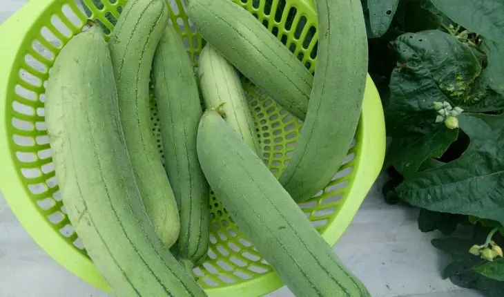 บวบมีประโยชน์มาก เปรียบเสมือน “โสมของคนจน” แต่อย่ากินคู่กับ 3 สิ่งนี้ เพราะอาจเป็นอันตราย