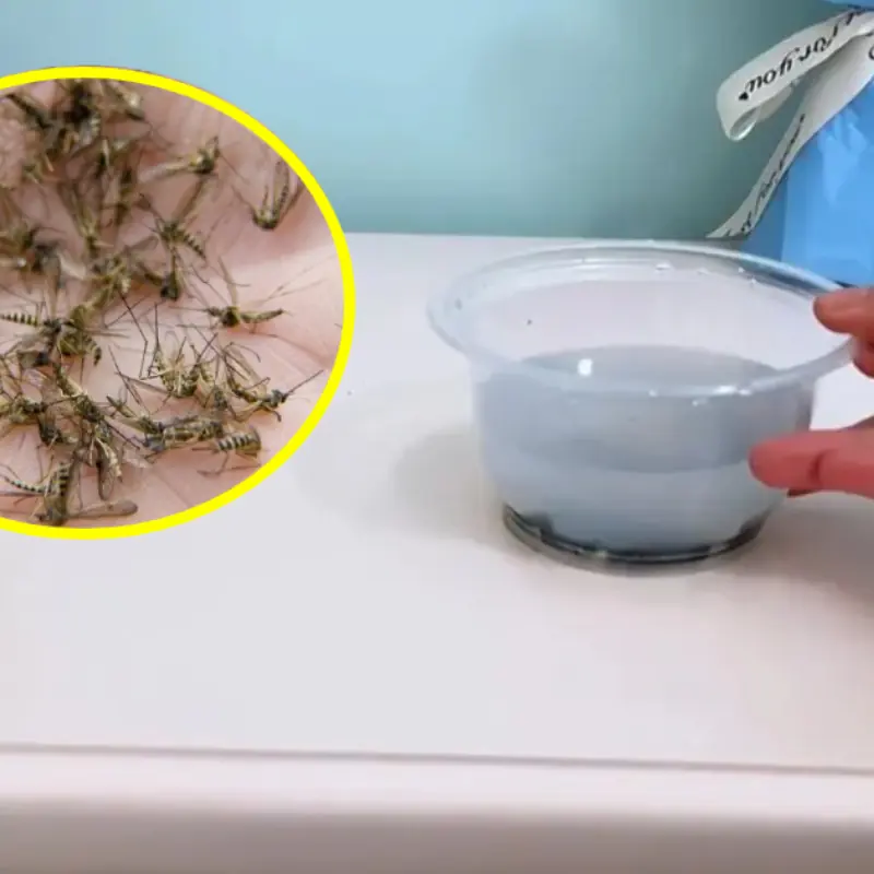 วางชามน้ำในห้อง บ้านไม่มียุง บินรบกวน นอนหลับสบายตลอดคืน