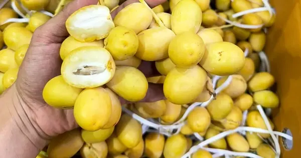 ผลไม้นี้มีถิ่นกำเนิดจากตะวันออกกลาง แปลกแต่จริง! กัดตามยาวหวาน แต่กัดขวางกลับฝาด – ทำไมถึ