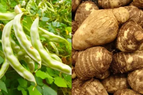 เดือนกันยามี 4 “ผักสีทอง” ทั้งถูกและดีต่อสุข.ภาพ หนึ่งในนั้นได้ฉายา "โ.ส.ม.ใ.ต้.น้ำ" อย่าพลาด!