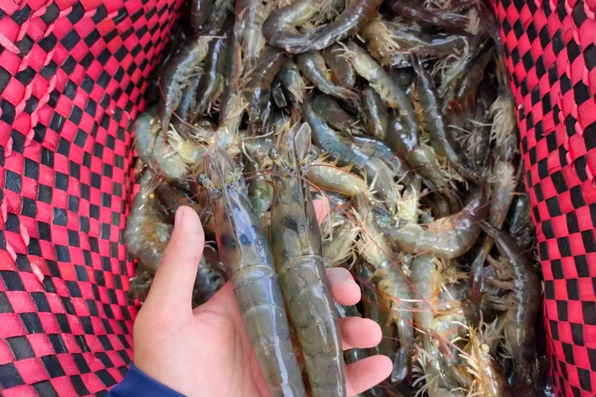 ไปตลาดควรเลือกกุ้งตัวตรงหรือกุ้งตัวงอ? อยากได้กุ้งธรรมชาติแท้ ต้องรู้เคล็ดลับนี้