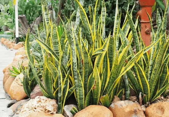 คนที่เกิดราศีสองกลุ่มนี้ปลูก ต้นลิ้นมังกร เจ้าของบ้าน โชคลาภไหลมา เงินทองพุ่ง มีแต่ความเ